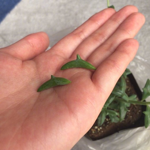 多肉植物界的新晋网红，海豚弦月多肉图片欣赏_WWW.TQQA.COM