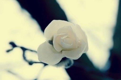 在自己心中盖了座花园_WWW.TQQA.COM