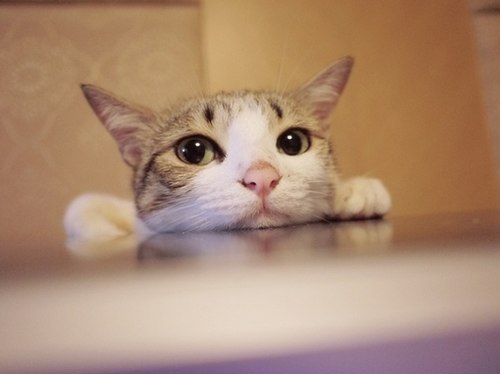 唯美的萌系猫咪美图_WWW.TQQA.COM