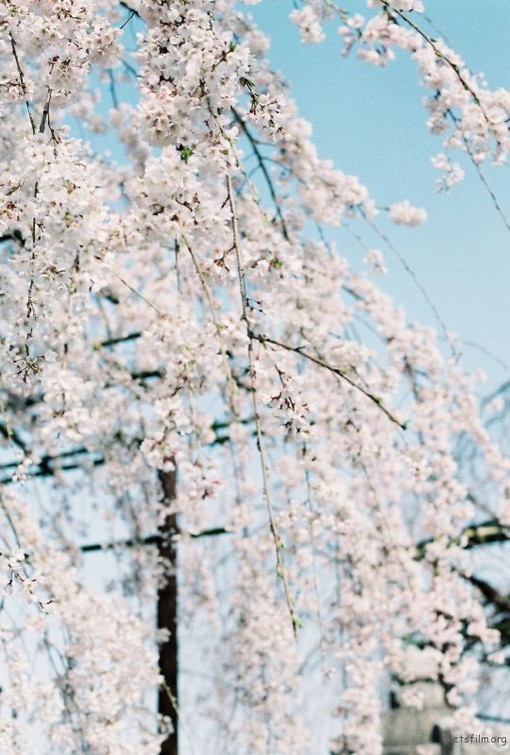 唯美又清新的日本樱花图片，花期很短但超级美_WWW.TQQA.COM