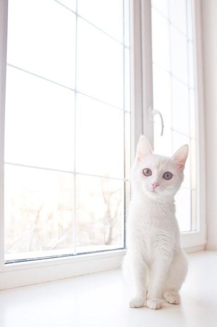 白色的猫咪，神圣而优雅_WWW.TQQA.COM