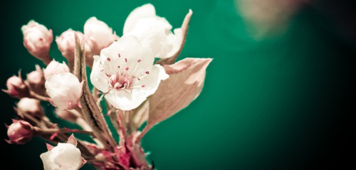 花开了  唯美小清新图片_WWW.TQQA.COM