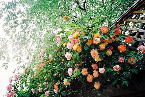 很多时候我更愿意去养一棵植物_WWW.TQQA.COM