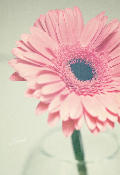 没有勇气说真话的我们  粉色调小清新图片_WWW.TQQA.COM