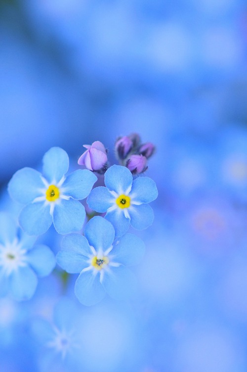 我想让花开满你心中每个角落 小清新风格花朵美_WWW.TQQA.COM