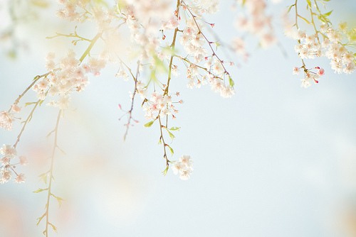 让我们怀念的，永远都是过程 日系风格花朵图片_WWW.TQQA.COM