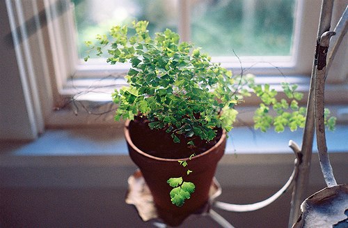 很多时候我更愿意去养一棵植物_WWW.TQQA.COM