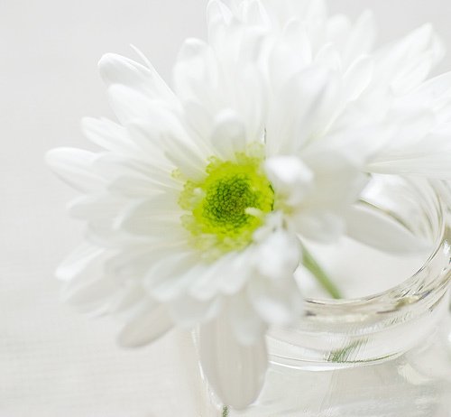 如花期一期一会，活在当下_WWW.TQQA.COM