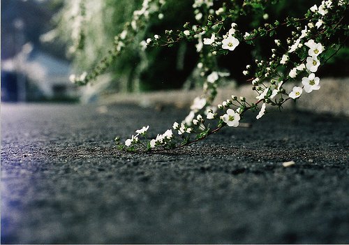 你可以装傻，但不可以不放下 -小清新图片_WWW.TQQA.COM