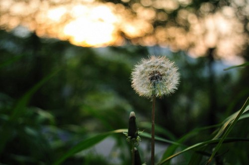 活的像蒲公英一样的洒脱_WWW.TQQA.COM