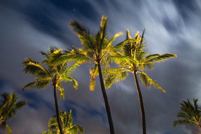 高大挺拔的热带椰子树唯美图片_WWW.TQQA.COM