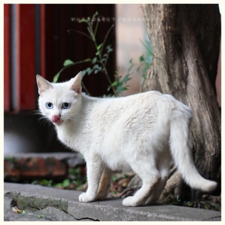 潜伏在鼓浪屿上的喵星人 猫咪美图_WWW.TQQA.COM