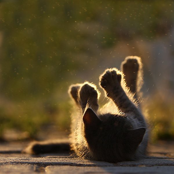 像这么萌的猫咪我也想养一只_小清新猫咪图片_WWW.TQQA.COM