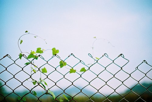 像星光、 像烟火、 像满是大雾的宽街上的灯_WWW.TQQA.COM