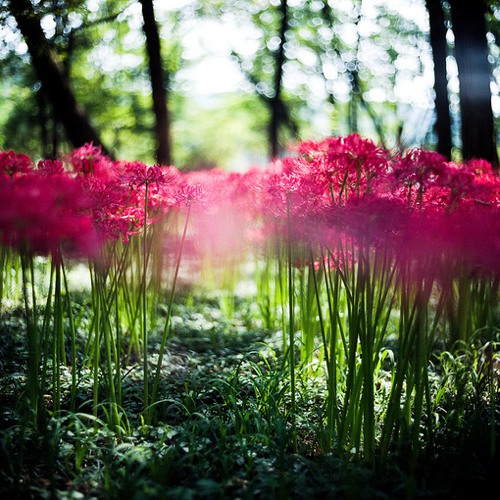 想要最好，就一定会给你最痛的过程 小清新图片_WWW.TQQA.COM