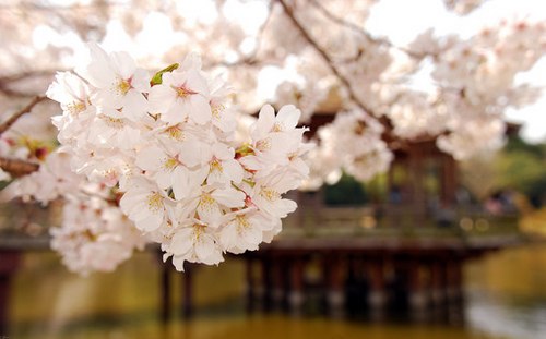 花、海 -小清新_WWW.TQQA.COM