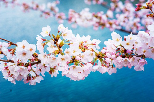 想去有樱花的地方走走 日系风格樱花图片_WWW.TQQA.COM
