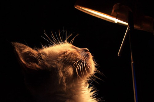 好吧，我就是个猫控 猫咪美图_WWW.TQQA.COM