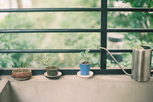 很多时候我更愿意去养一棵植物_WWW.TQQA.COM