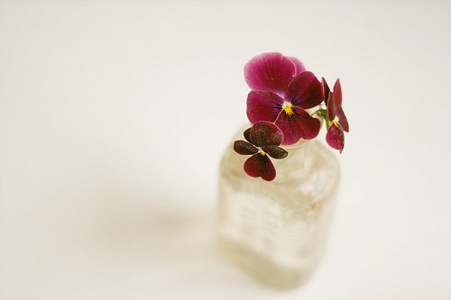 如花期一期一会，活在当下_WWW.TQQA.COM