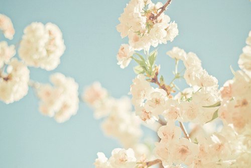 只愿落花时节能逢君 -小清新_WWW.TQQA.COM