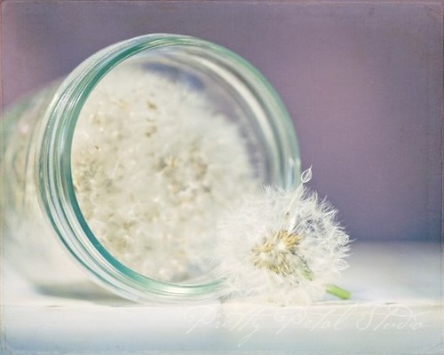 一组超唯美梦幻的蒲公英美图_WWW.TQQA.COM