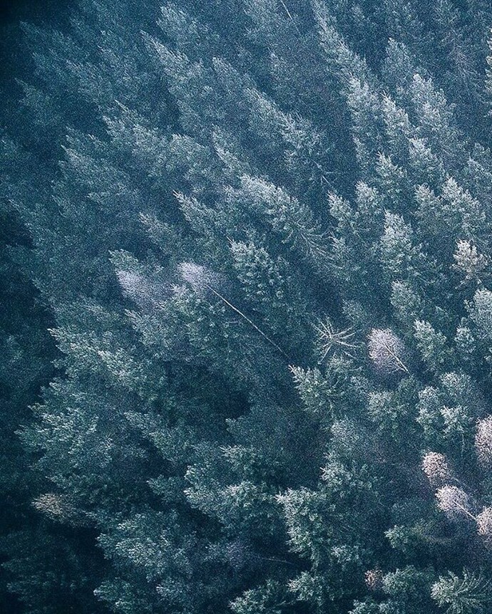 繁茂的森林树木文艺意境图片_WWW.TQQA.COM