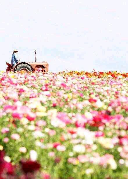 花开成海 唯美花海图片_WWW.TQQA.COM