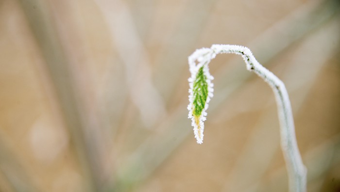 结霜的花草植物美景图片_WWW.TQQA.COM