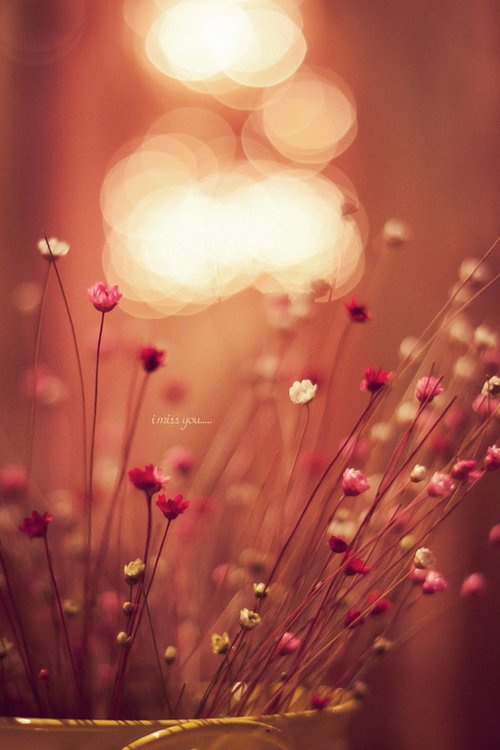 如花期一期一会，活在当下_WWW.TQQA.COM