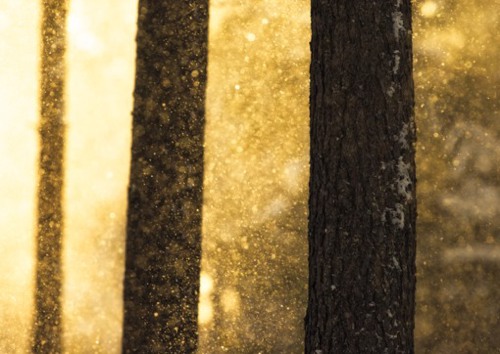 迷雾森林  唯美森林小清新图片_WWW.TQQA.COM