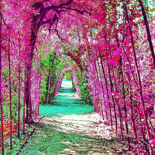 花香已满径 开满鲜花的路_WWW.TQQA.COM