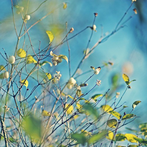 各式各样的关于树枝与花朵的唯美小清新美图分_WWW.TQQA.COM