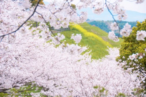 花、海 -小清新_WWW.TQQA.COM