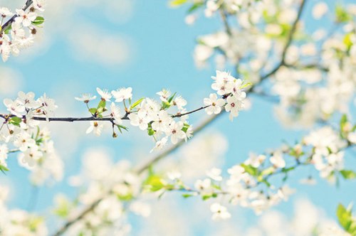只愿落花时节能逢君 -小清新_WWW.TQQA.COM