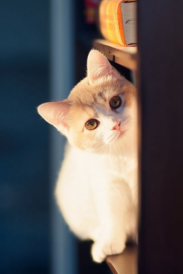 养宠物的人都喜欢看的治愈系唯美猫咪的图片_WWW.TQQA.COM