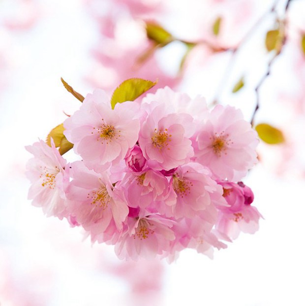 花开的季节最为迷人_治愈系小清新花朵图片_WWW.TQQA.COM