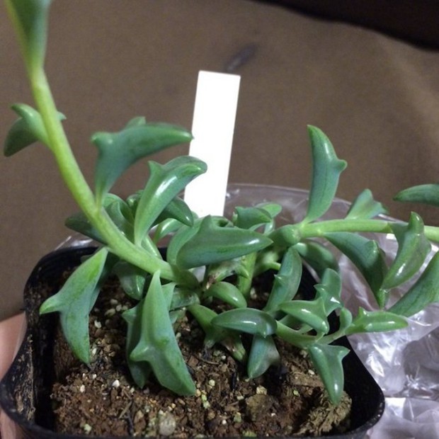 多肉植物界的新晋网红，海豚弦月多肉图片欣赏_WWW.TQQA.COM