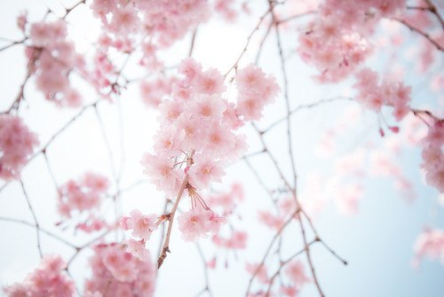 花、海 -小清新_WWW.TQQA.COM