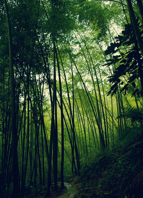 一组好看的竹林竹子小清新图片，意境之美_WWW.TQQA.COM
