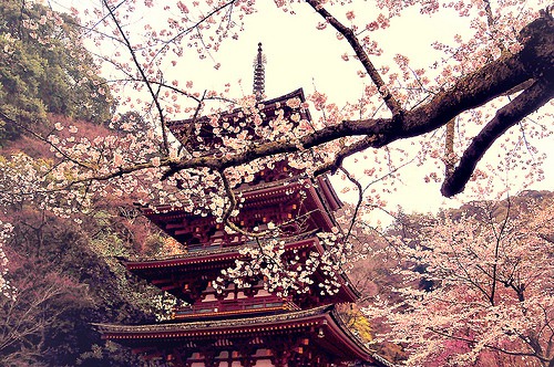 想去有樱花的地方走走 日系风格樱花图片_WWW.TQQA.COM
