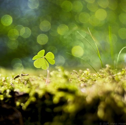 很希望自己是一叶四叶草_WWW.TQQA.COM