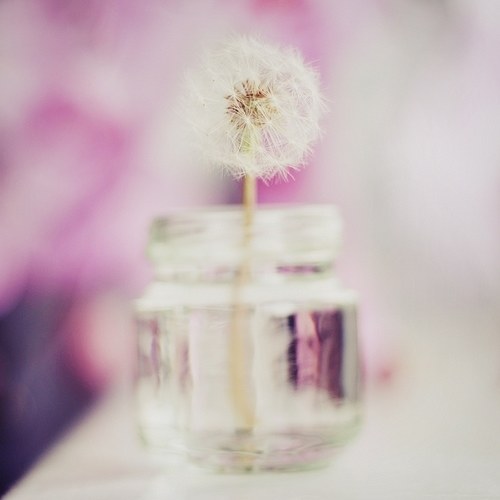 一组超唯美梦幻的蒲公英美图_WWW.TQQA.COM