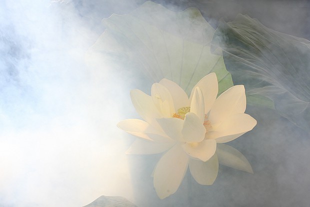花开的季节_唯美意境的花朵图片_WWW.TQQA.COM