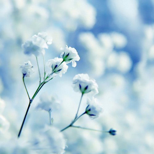 带着幸福回荡在花开漫野的风里_WWW.TQQA.COM