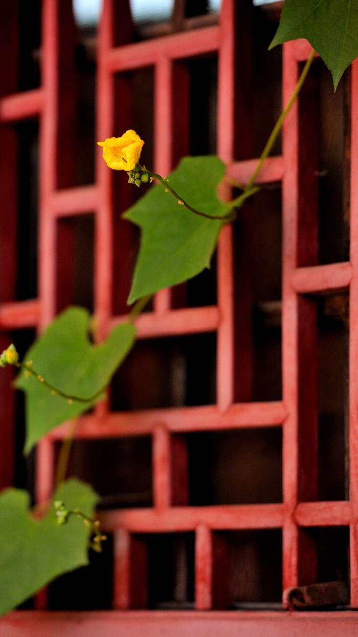 生机盎然的故宫紫禁城风景图片_WWW.TQQA.COM