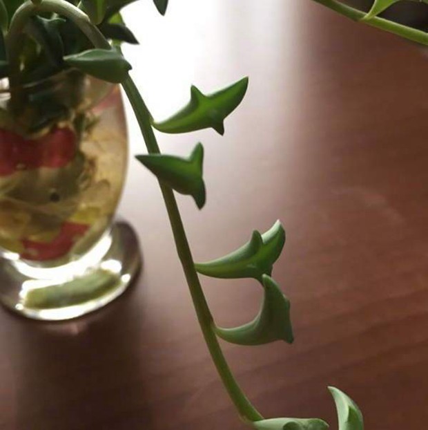 多肉植物界的新晋网红，海豚弦月多肉图片欣赏_WWW.TQQA.COM