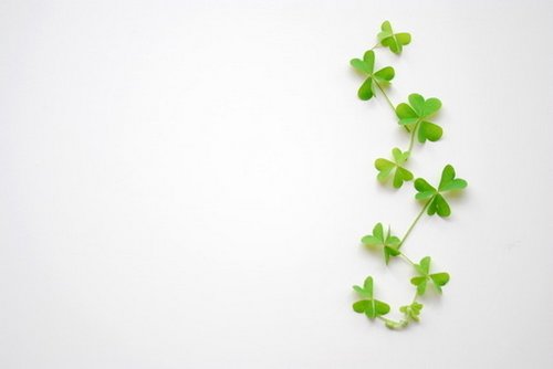 很希望自己是一叶四叶草_WWW.TQQA.COM