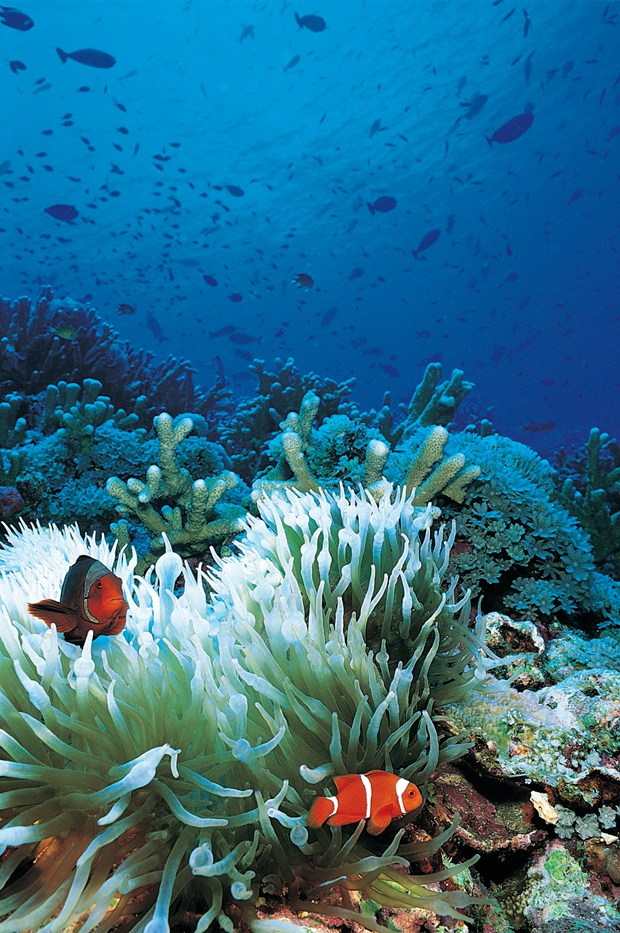 关于水中的鱼的唯美文艺美图_WWW.TQQA.COM