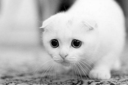 唯美的萌系猫咪美图_WWW.TQQA.COM